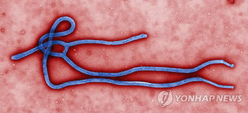 ▲ 미국국립질병통제센터(CDC)가 28일(현지시간) 제공한 에볼라 바이러스의 모습. 서부 아프리카에서 지난 3월 발병한 에볼라는 기니, 시에라리온, 라이베리아, 나이지리아 등 4개국으로 번지며 660명 이상의 목숨을 앗아갔다.  ⓒ 연합뉴스