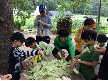 ▲ ⓒ제 7회 옥수수가족환경캠프에 참가한 어린이들이 옥수수 수확 체험을 하고 있다.(사진=광동제약 제공)