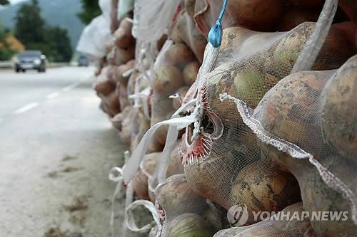 ▲ 생산과잉으로 폭락세를 보이던 양파 가격이 반등세를 보이고 있다. ⓒ 연합뉴스