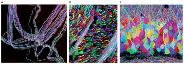 ▲ 브레인보우 기법을 이용한 세포 수준의 뇌 회로지도. 유전자기법을 이용하여 각 신경세포마다 다른 색깔을 나타나게 하여 신경의 돌기가 어떻게 연결되었는지 추적할 수 있어 작은 스케일의 뇌 지도를 그릴 수 있다. ⓒ Lichtman and Sanes, Nature Neuroscience 2008