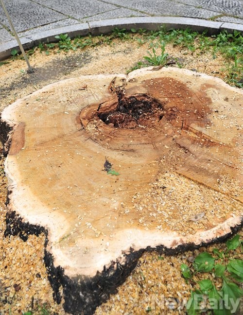 ▲ 고궁 주위 썩은 가로수 43주가 7일 제거됐다 ⓒ 정재훈