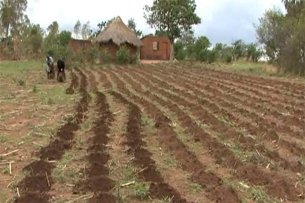 ▲ 짐바브웨의 옥수수 밭. 짐바브웨 또한 무가베 독재정권의 잘못된 정책으로 농업이 망했다. [사진: 세계식량농업기구 현장 비디오 화면 캡쳐]