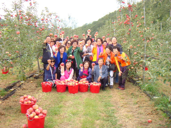 ▲ ⓒ서울 동대문구 APT연합 부녀회 회원들이 청송 힘소슬 농산에서 사과따기 체험을 한 후 기념촬영을 하고 있다.