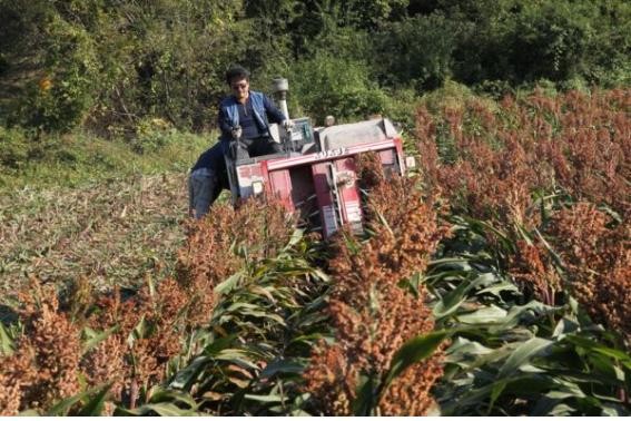 ▲ 경북 예천군이 농촌고령화로 인한 노동력 절감에 따른 문제 해결 및 농작물 기계화를 통한 생산비 절감을 위해 수수 콤바인 수확기술 보급에 나섰다.ⓒ예천군 제공