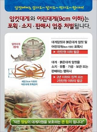 ▲ 경북도가 대게암컷 및 체장미달대게 포획금지 등을 위해 홍보물(사진)을 제작하고 대대적인 홍보활동에 나선다.ⓒ경북도 제공