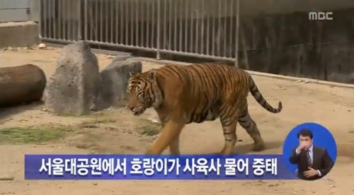 서울대공원 호랑이 참사 방송화면 ⓒMBC 뉴스