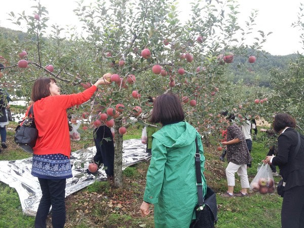 ▲ 청송군이 진행한 ‘경북 Green-농식품투어’가 국내외 관광객으로부터 큰 인기를 끌고 있다. 사진은 청송 사과농장에서 관광객이 직접 사과따기 체험을 하고 있다.ⓒ청송군 제공