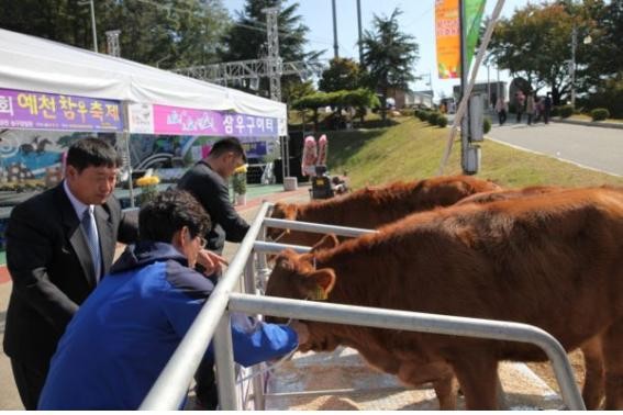 ▲ 한우사육 의욕 고취를 위해 한우농가에서 기증한 송아지가 축제장 입구에 묶여 있다.ⓒ예천군 제공