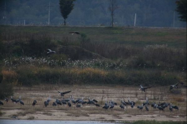 ▲ 귀한 손님 ‘흑두루미’가 지난 22일 월동을 위해 낙동강 구미 해평‧강정습지를 찾았다.ⓒ구미시 제공