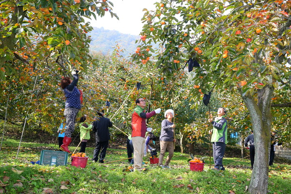 ▲ 청도 신도새마을발상지 정보화마을이 감따기 행사를 진행해 도시민에게 호응을 얻고 있다.ⓒ청도군 제공