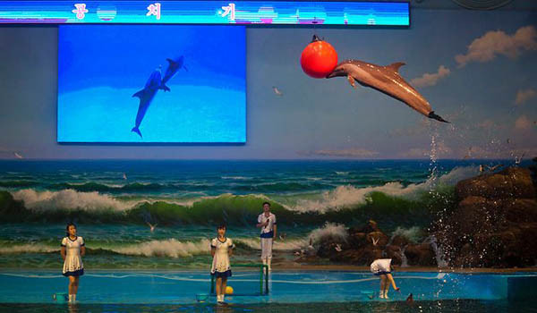 ▲ 김정은 정권이 한 때 자랑하던 평양 능라도 유원지 곱등어관의 쇼. 이제는 사람이 나와 쇼를 한다. ⓒ北선전매체 보도화면 캡쳐