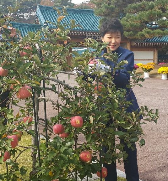 ▲ 사과를 수확하는 박근혜 대통령. ⓒ박근혜 대통령 페이스북