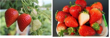 ▲ 수출전용 딸기 허니벨과 딸기 신품종 산타(오른쪽)ⓒ경북도 제공