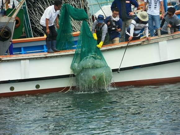 ▲ 경남 통영시 원문만해역 해파리 구제작업 모습.ⓒ해양수산부
