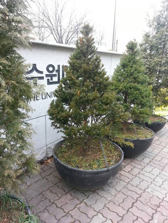 ▲ 11월 27일 집회가 이뤄져야 할 장소에 키 큰 나무들이 자리해 있다.ⓒ뉴데일리경제