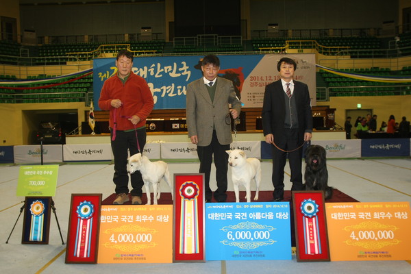 ▲ 대한민국 국견의 최고상인 ‘아름다움 대상’에 진도개(견명 초이)가 차지했으며, 삽살개(견명, 용담)와, 경주개 동경이(견명 월평)가 각각 ‘최우수 대상’을 차지했다.ⓒ한국경주개 동경이보존협회 제공