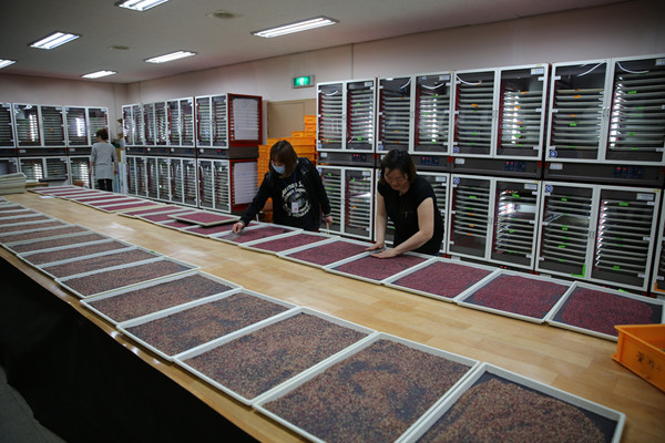 ▲ 상주시 꽃가루 은행 작업실.ⓒ상주시 제공