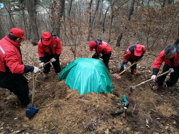 ▲ 성주군 산불전문예방진화대가 소나무재선충병 피해고사목을 제거해 훈증무더기 작업을 하고 있다.ⓒ성주군 제공