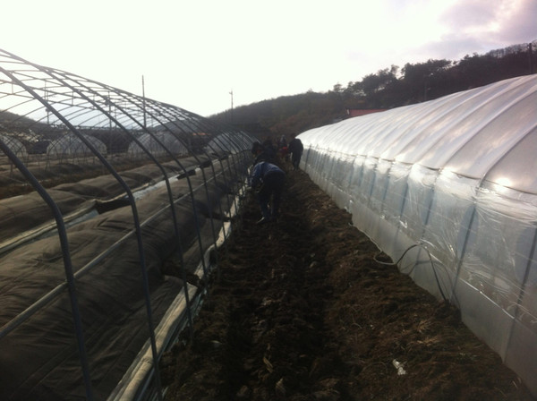 ▲ 지난 16일 갑자기 불어 닥친 돌풍으로 참외 비닐하우스 4동이 피해 입은 성주군 선남면 이기재씨 농가ⓒ성주군 제공