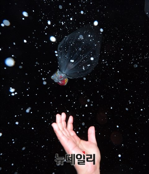 ▲ 19일 오후 경기도 파주시 일대에서 대북전단이 북한으로 날아갔다. 2014.12.19 ⓒ뉴데일리 정상윤 기자