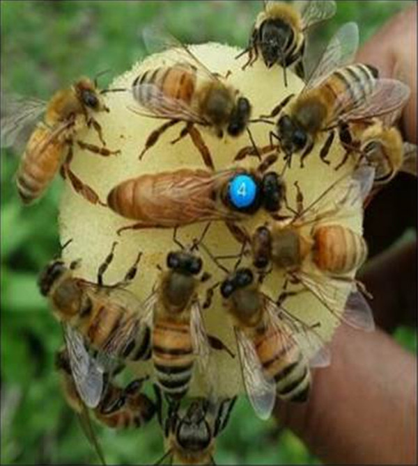 예천군이 예천군곤충연구소 등과 공동개발해 탄생시킨 꿀벌 모습.ⓒ예천군 제공