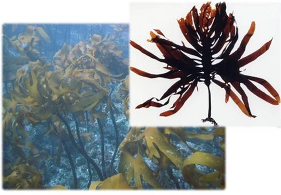 ▲ ⓒKGC라이프앤진