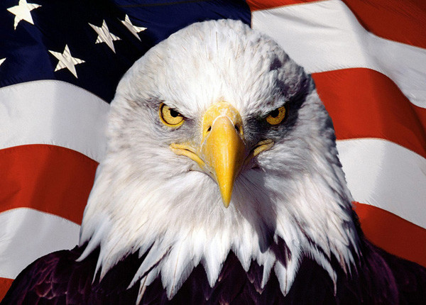 ▲ "정은아, 니가 바라던 대로 이제 전쟁이다!!" 현재 美워싱턴 조야의 분위기다. 이 분위기가 '실행'으로 옮겨지면 정은이 일가는 지구 상에서 소멸될 수도 있다. ⓒ美상징 흰꼬리수리.