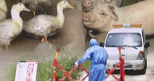 ▲ 가축질병이 발생하면 위탁농장 사업자 명단도 공개된다ⓒ뉴데일리 DB