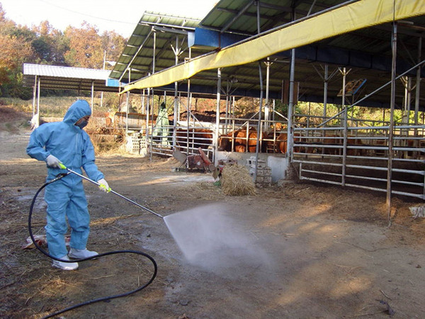 ▲ 경북 예천군이 26일 구제역 및 가축 전염병 예방을 위해 우사방역을 실시한다고 밝혔다. ⓒ예천군 제공