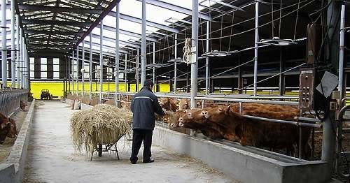 ▲ 축산농가 상속공제가 5억원으로 확대된다ⓒ뉴데일리 DB