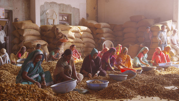 ▲ 커리의 원료 강황을 선별하는 인도 여성들.
