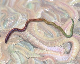 ▲ 갯지렁이 ⓒ네이버