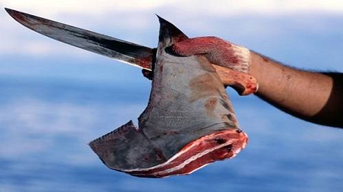 ▲ 상어 지느러미 보호를 위한 해수부의 기민한 대응이 미국의 마음을 움직여 결국 불법어업국 해제를 이끌어 냈다ⓒ뉴데일리 DB