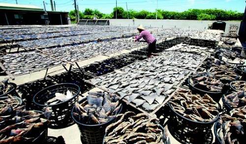 ▲ 상어 지느러미 최대 소비국인 중국의 포구의 모습ⓒ뉴데일리 DB