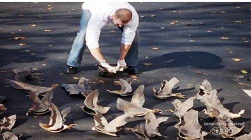 ▲ 미국 해양대기청 직원이 몰수한 상어 지느러미를 확인하고 있다ⓒ뉴데일리 DB