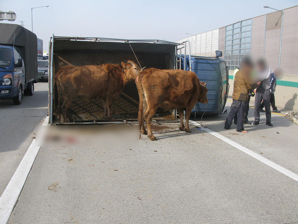 ▲ 경부고속도로 하생선 사고 현장ⓒ경북지방경찰청 제공