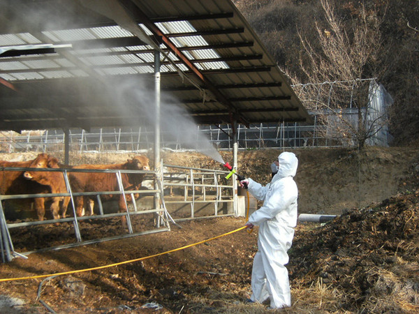 ▲ 봉화읍의 한 양돈농가에서 다시 구제역이 발생함에 따라 봉화군이 구제역 확산방지 및 차단에 총력을 기울이고 있다.ⓒ봉화군 제공