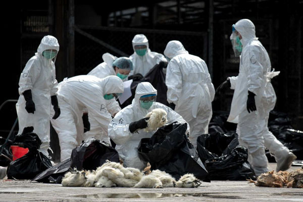 ▲ 홍콩 방역당국이 독감 바이러스로 죽은 가금류를 수거하고 있다. ⓒ호주 ABC 뉴스 보도화면 캡쳐