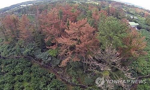 ▲ 소나무 재선충병에 대한 확산우려가 커지면서 자칫 3년내에 한반도에서 소나무가 멸종될 것이라는 섬뜩한 경고가 잇따르고 있다ⓒ