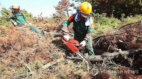 ▲ 재선충병 확산을 막기 위해서는 사람에 의한 이동통제가 가장 긴요하다ⓒ