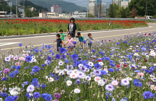 ▲ 현장학습을 나온 아이들이 코스모스 꽃 길을 걷고 있다