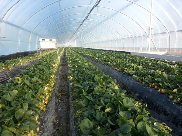 ▲ 영주시는 복합환경원격제어시스템’ 시범사업을 추진하고있다. ⓒ영주시 제공