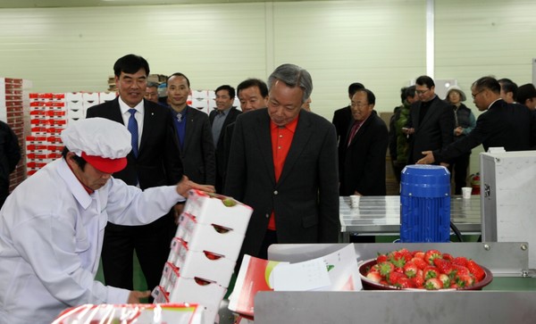 ▲ 윤상기 군수가 산지유통센터에서 출하되는 딸기를 점검하고 있다