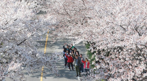 ▲ 백운산 벚꽃축제를 찾은 관광객들이 손을 흔들고 있다