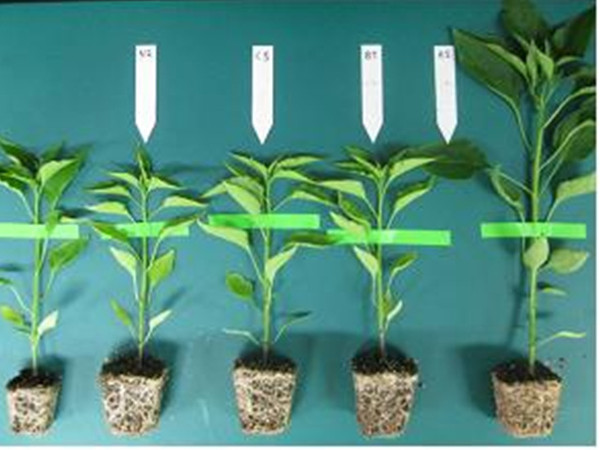 ▲ 유용미생물 작물생육 촉진효과ⓒ영주시 제공