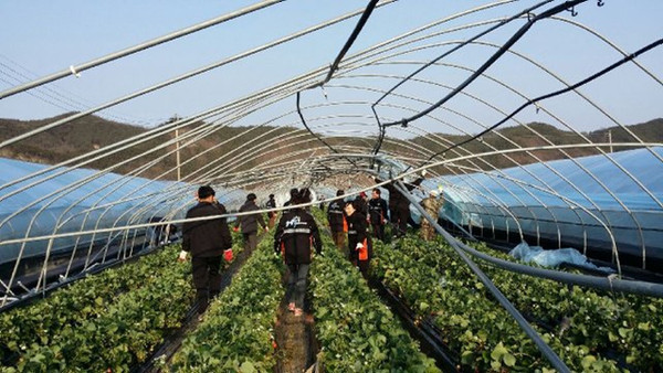 ▲ 고령군은 공무원들이 강풍으로 피해를 입은 비닐하우스 농가에서 긴급 복구작업을 펼치고 있다.ⓒ고령군 제공