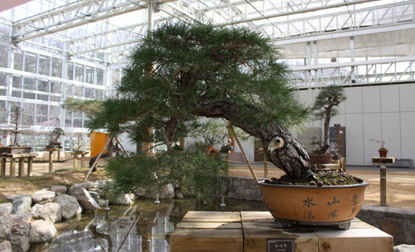 ▲ 영양군이 지역 경제활성화와 분재 관심 유도를 위해 분재 수형작업 체험을 실시하고 있다. 사진은 소나무 수형 작업전 모습.ⓒ영양군 제공