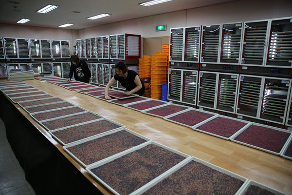 ▲ 농업기술센터는 23일부터 오는 5월 15일까지 50여일 동안 이상기후 대비 과수 결실안정 및 정형과 생산을 위한 꽃가루 은행을 운영한다고 밝혔다. ⓒ상주시 제공