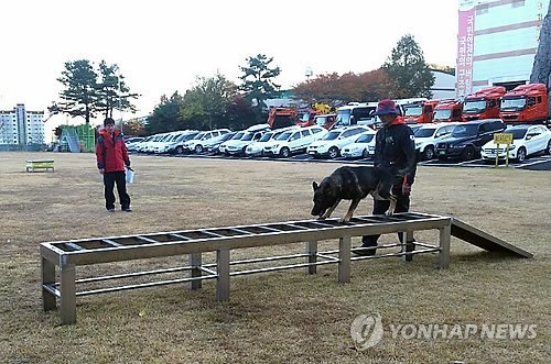 ▲ 경기도 남양주 중앙119소방구조본부에서 인명구조견이 장애물 극복훈련을 받고 있다. ⓒ연합뉴스