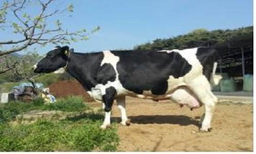 ▲ 국내 최고의 슈퍼젖소로 새기록을 세운 '애린 35호'@제공=농협중앙회